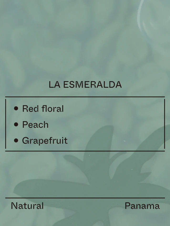 Terraform - Hacienda La Esmeralda El Velo - (Panama, Gesha, Natrual)